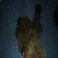 Sequoia General Grant Milky Way 07 World 2nd Largest Tree Kings Canyon Tilt D 4k or 4k+ Resolution