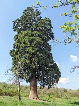 Sequoia gigantea tree in the village of Ardusat in Maramures county, Romani.. Stock-Fotos