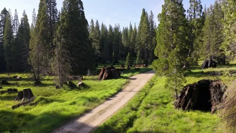 Sequoia Grove Stumps Aerial View Across Historic Forest Meadow in California Stock Footage 337250858