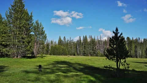 Sequoia - Kings Canyon | 4K Slideshow Stock Footage 312835784