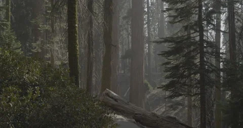 Sequoia Landscape Stock Footage 168952638