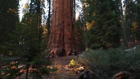 Sequoia large tree Stock Footage 98817743