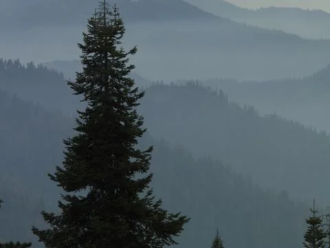 SEQUOIA LAYERS OF MOUNTAINS IN MIST Stock Photos