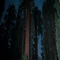 Sequoia Milky Way 02 Grant Grove Kings Canyon Tilt Up 4K 4k or 4k+ Resolution
