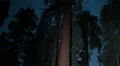Sequoia Milky Way 04 Grant Grove Kings Canyon Pan R 4K 4k or 4k+ Resolution