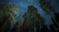 Sequoia Milky Way 05 Grant Grove Kings Canyon 4K 4k or 4k+ Resolution