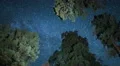 Sequoia Milky Way 08 Grant Grove Kings Canyon 4K 4k or 4k+ Resolution