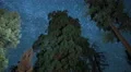 Sequoia Milky Way 09 Grant Grove Kings Canyon Tilt Up 4K 4k or 4k+ Resolution