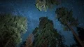Sequoia Milky Way Time Lapse of Grant Grove Kings Canyon 4k or 4k+ Resolution