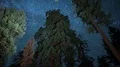 Sequoia Milky Way Time Lapse of Grant Grove Kings Canyon Dolly L 4k or 4k+ Resolution