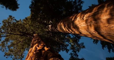 Sequoia National Park, CA, USA - group of Sequoia Trees - Timelapse pan left Stock-Footage 75286563