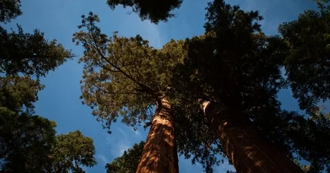 Sequoia National Park, CA, USA - group of Sequoia Trees - Timelapse zoom in Stock Footage 75286587