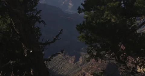 Sequoia National Park Stock Footage 37709309
