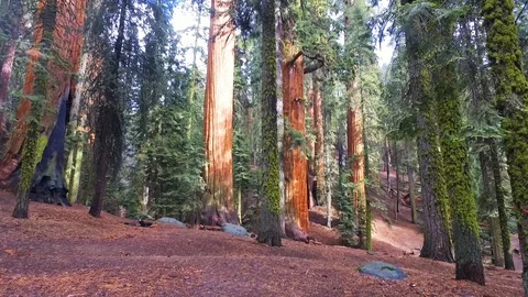 Sequoia National Park Stock Footage 88874014