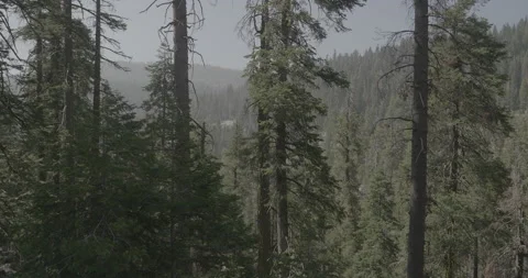 Sequoia National Park Stock Footage 168952274