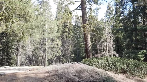 Sequoia National Park Stock Footage 196018785