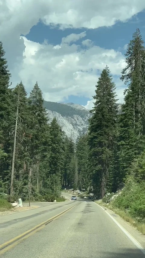 Sequoia National Park Video stock 221280128