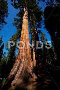 Sequoia Stock Photos