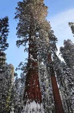 Sequoia Stock Photos