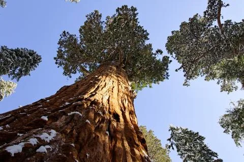 Sequoia Stock Photos