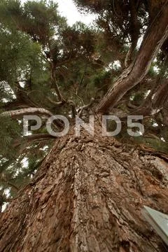 Sequoia Stock Photos