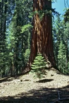 Sequoia Stock Photos