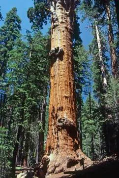Sequoia Stock Photos
