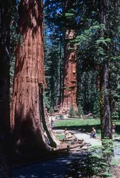 Sequoia Stock Photos