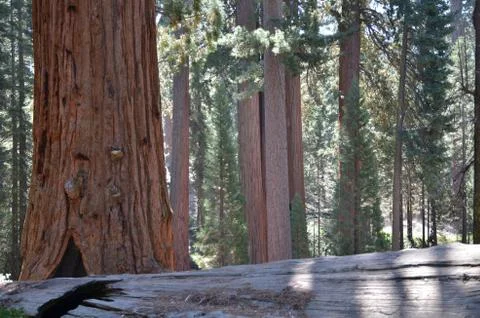 Sequoia Stock Photos