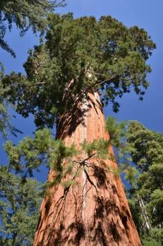Sequoia Stock Photos