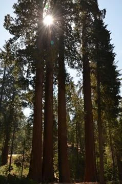 Sequoia Stock Photos