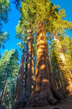 Sequoia Foto stock