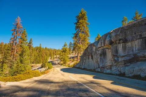 Sequoia 库存照片