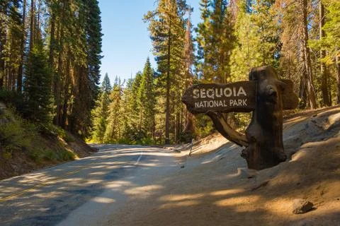 Sequoia Foto stock