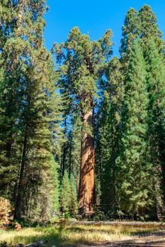 Sequoia Foto stock