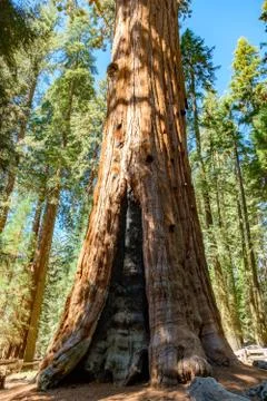 Sequoia Foto stock