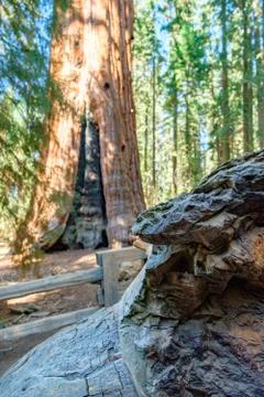 Sequoia Foto stock