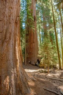 Sequoia Foto stock
