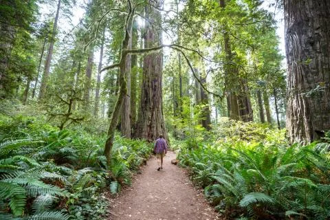 Sequoia Stock Photos