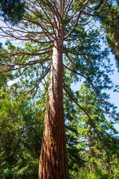 Sequoia sempervirens close up Stock Photos