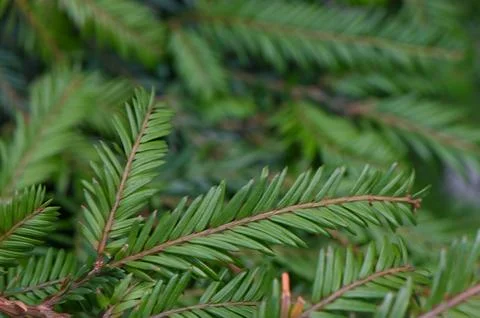 Sequoia Sempervirens Evergreen Needles Close Up Stock Photos