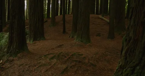 Sequoia Sempervirens Floor, Close Up, 8K Stock Footage 332269169
