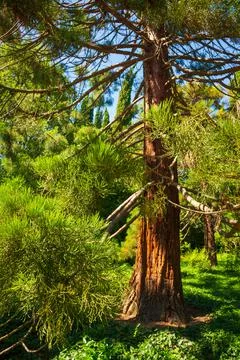 Sequoia sempervirens Stock Photos