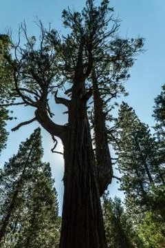 Sequoia Silhouette Stock Photos