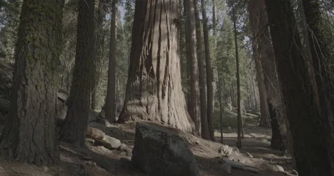 Sequoia Stout Trunks Stock Footage 168952608