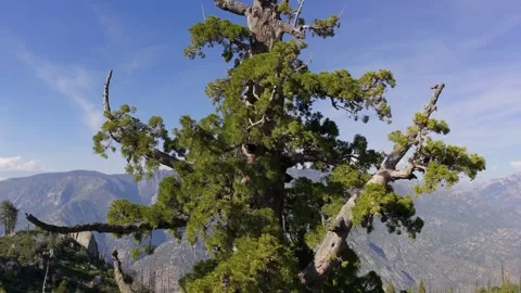 Sequoia Tree Aerial View Over Rugged Mountain Canyon Landscape in Clear Stock Footage 337256850