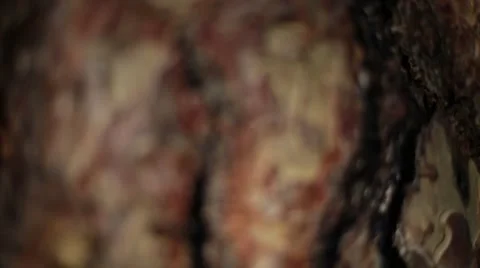 Sequoia tree bark Stock Footage 50803219