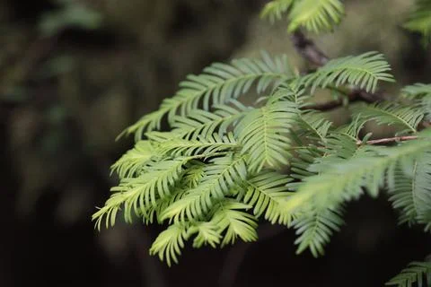 Sequoia tree branch with leaves. Stock Photos