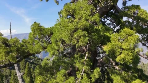 Sequoia Tree Branches Aerial Close-Up Through Upper Canopy in Sierra Nevada Stock Footage 337405917