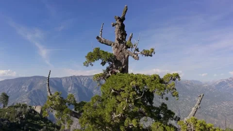 Sequoia Tree Crown Aerial View Above Sierra Nevada Mountains and Forest Stock Footage 337256927